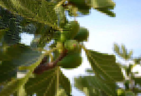Wild-Fig-Landscapes-Nature-Ficus-Carica-Common-Fig-8750